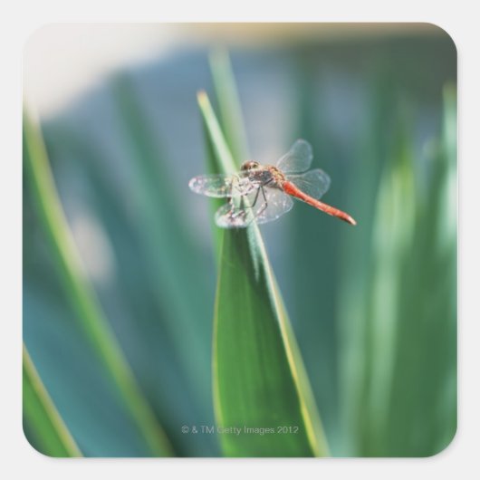 Dragonfly Vierkante Sticker (Voorkant)