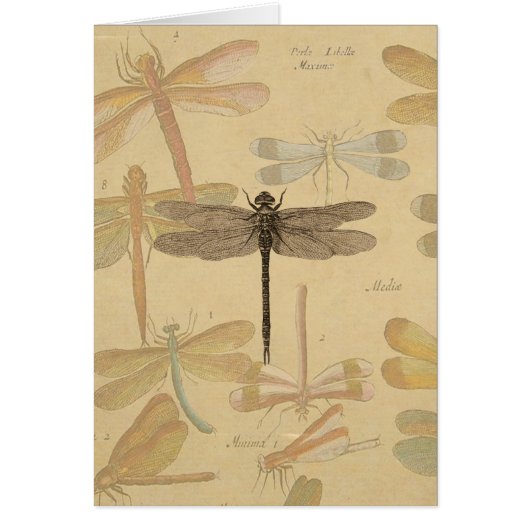 Dragonfly Vintage Antique Classic Drawing (Devant)