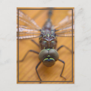 Dragonfly zie je briefkaart