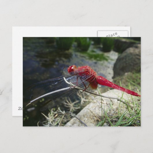 Dragonvlieg loopt op tak, sluit af briefkaart (Voorkant / Achterkant)