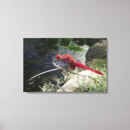 Dragonvlieg loopt op tak, sluit af canvas afdruk (Voorkant)