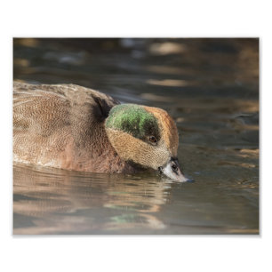 Drake American Wigeon Duck Foto Afdruk