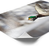 Drake Mallard-eend in vlucht: Foto afdrukken Afdruk (Hoek)