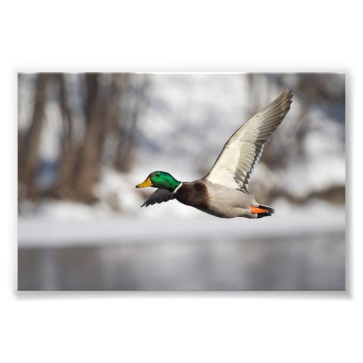 Drake Mallard-eend in vlucht: Foto afdrukken Afdruk (Voorkant)