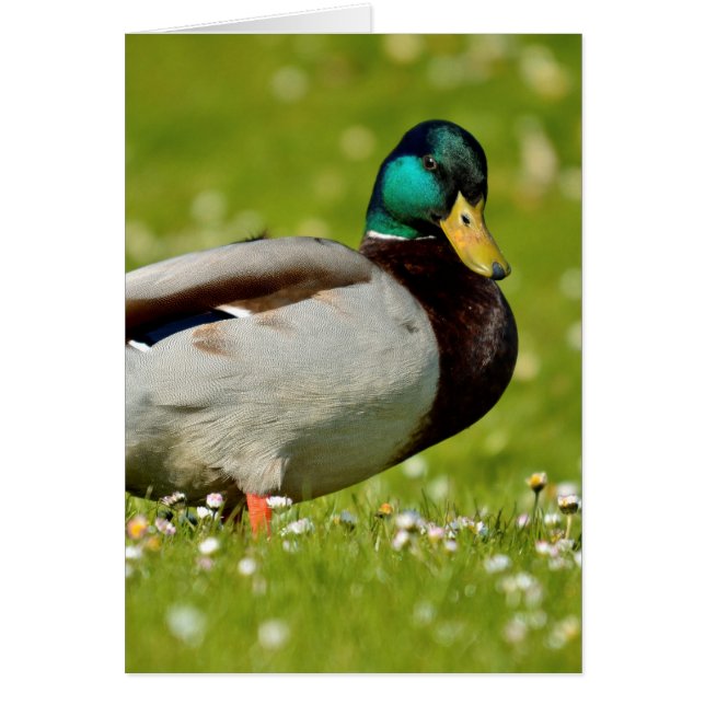 Drake mallard op gras (Voorkant)