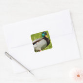 Drake mallard op gras vierkante sticker (Envelop)