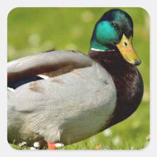 Drake mallard op gras vierkante sticker