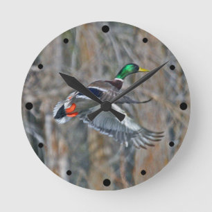 Drake mallard tijdens de vlucht ronde klok