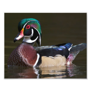 Drake Wood Duck drukte in zijn volledige kleuren Foto Afdruk