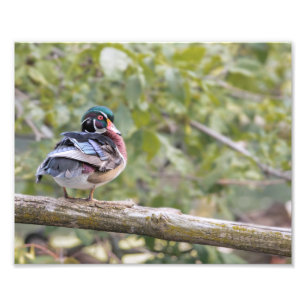 Drake Wood Duck op Log Photo Print Foto Afdruk