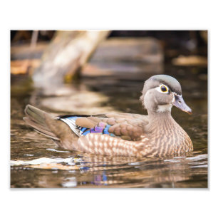 Drake Wood Duck "Secluded" Poster