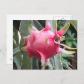 Drakenfruitteelt Briefkaart (Voorkant / Achterkant)