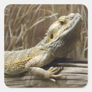 Drakenkruis, trekkers vierkante sticker
