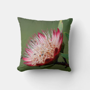 Drakensberg Suikerbos (Protea Dracomontana) Kussen