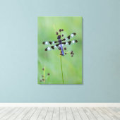 Drakenvlieg op gras, Canada Canvas Afdruk (Insitu (Houten vloer))