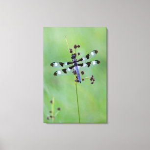 Drakenvlieg op gras, Canada Canvas Afdruk