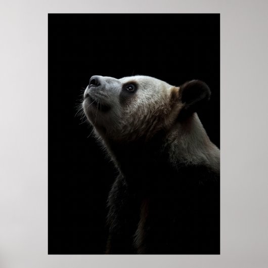 Dramatic Giant Panda Portrait Poster (Voorkant)