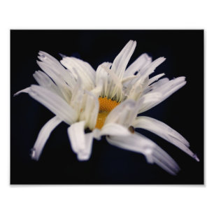 Dramatische Daisy Flower 8x10 Foto Afdruk