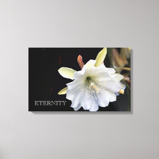 Dramatische epiphyllum-bloem op doek canvas afdruk (Voorkant)