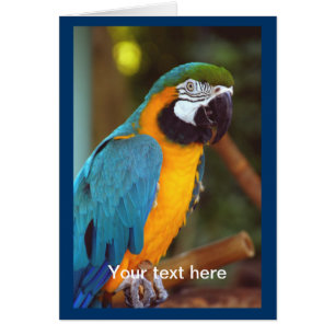 Dramatische Macaw