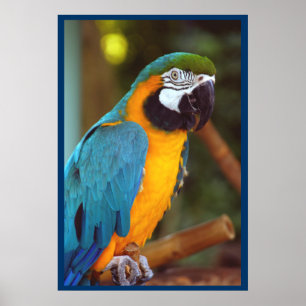Dramatische Macaw Poster