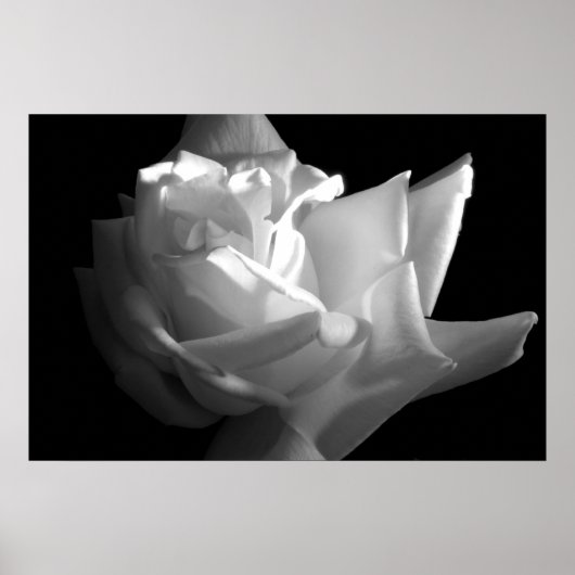 Dramatische Roos afdrukken Poster (Voorkant)