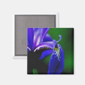 Drapeau bleu Iris Fleur Fermer Magnet (Recto/Verso)