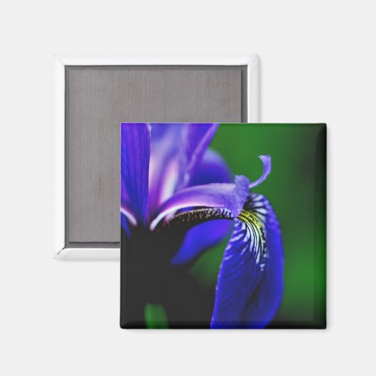 Drapeau bleu Iris Fleur Fermer Magnet (Recto/Verso)