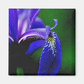 Drapeau bleu Iris Fleur Fermer Magnet (Devant)