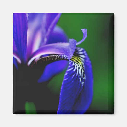 Drapeau bleu Iris Fleur Fermer Magnet (Devant)