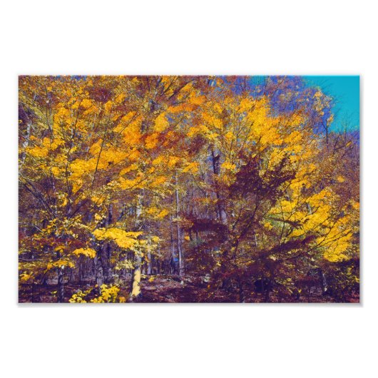 Draped Herfst Trees Foto Afdruk (Voorkant)