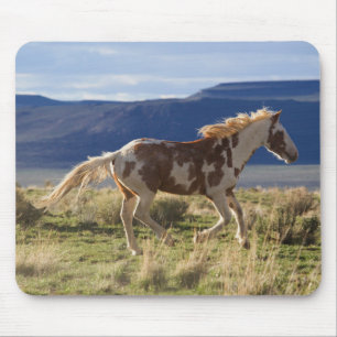 Draver Stallion, Steens Mountains, Oregon Muismat