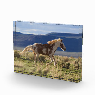 Draverde hengst, Steens Mountains, Oregon Fotoblokken