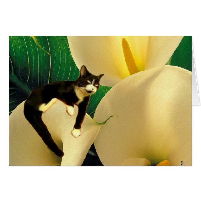 Dream Cat (Devant horizontal)