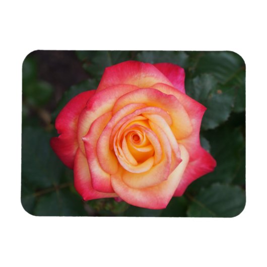 Dream Come True Rose #1-1 Magnet (Horizontal)