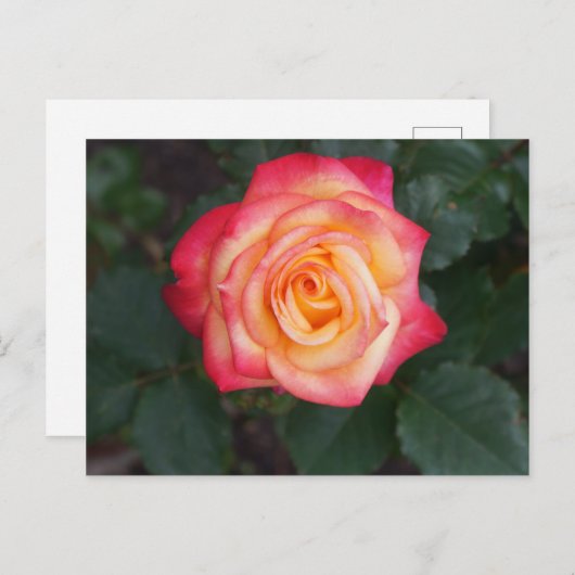 Dream Come True Rose #1 Carte postale (Devant / Derrière)