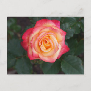 Dream Come True Rose #1 Carte postale