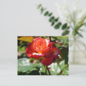 Dream Come True Rose #2-2 Carte postale (Debout devant)