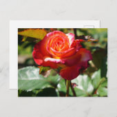 Dream Come True Rose #2-2 Carte postale (Devant / Derrière)