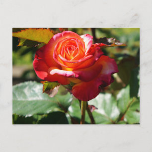 Dream Come True Rose #2-2 Carte postale