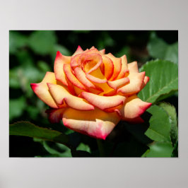 Dream Come True Rose Poster