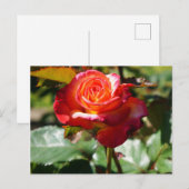 Dream komt uit waar Roos #2-2 Briefkaart (Voorkant / Achterkant)