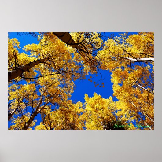 Dreaming in kleur poster (Voorkant)