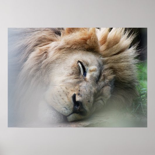 Dreaming Lion Poster (Voorkant)
