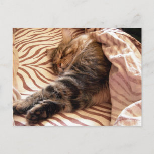 Dreaming van de veldt briefkaart