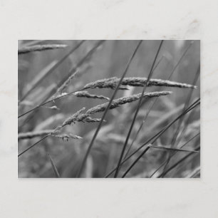 Dreams op zomerdag briefkaart