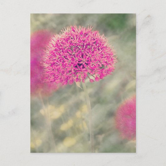 Dreamweaver Alliums Briefkaart (Voorkant)