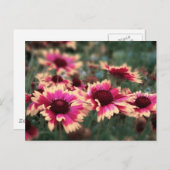 Dreamweaver Blanket Flowers Briefkaart (Voorkant / Achterkant)