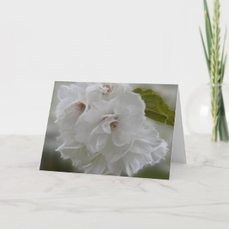 Dreamweaver Cherry Blossom AH2010 Kaart