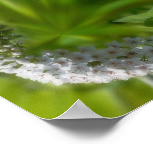 Dreamweaver Curling White Wildflower Abstract Poster (Hoek)